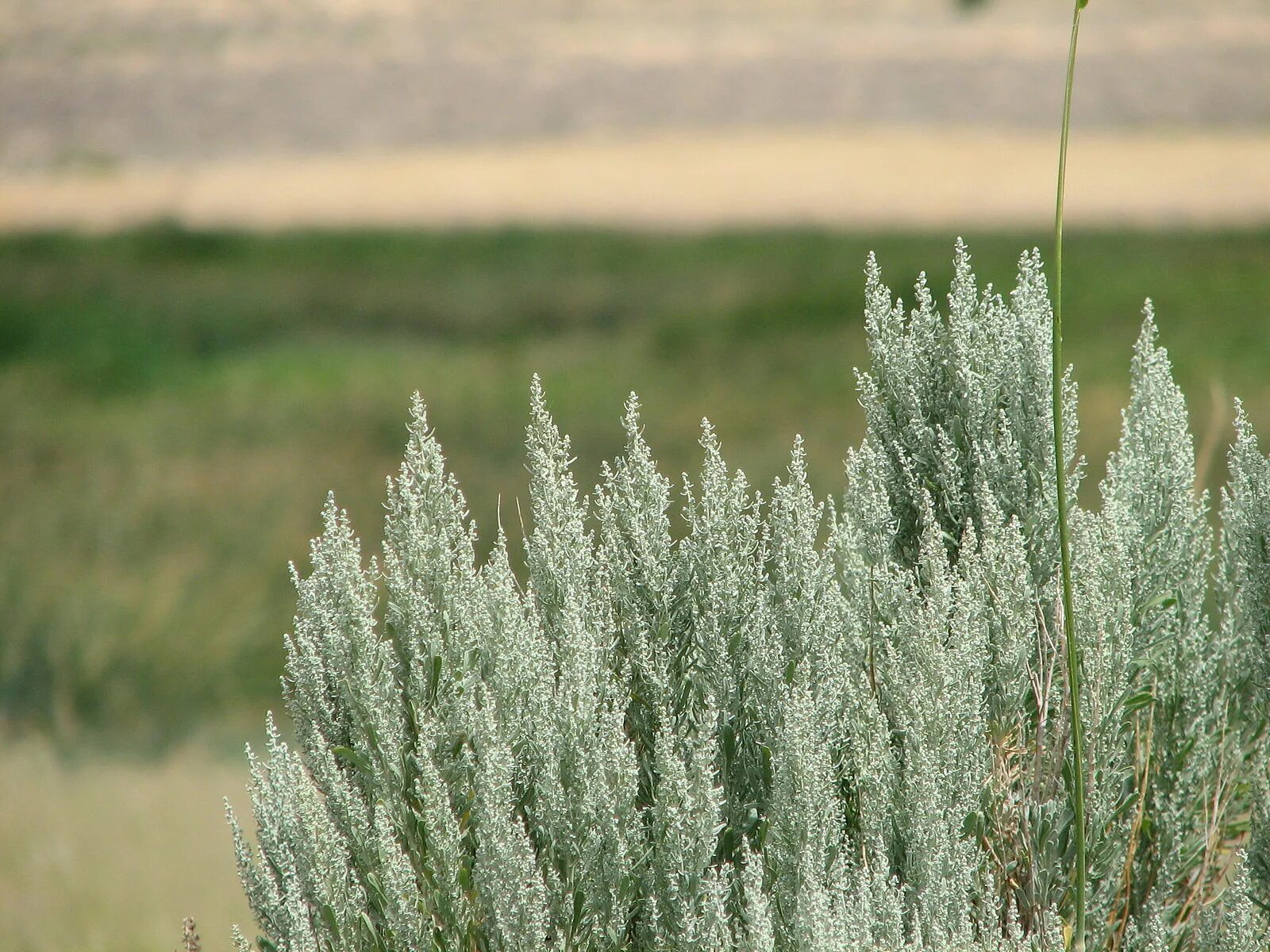 Полынь дикая фото File:Sagebrush blooms.jpg - Wikimedia Commons