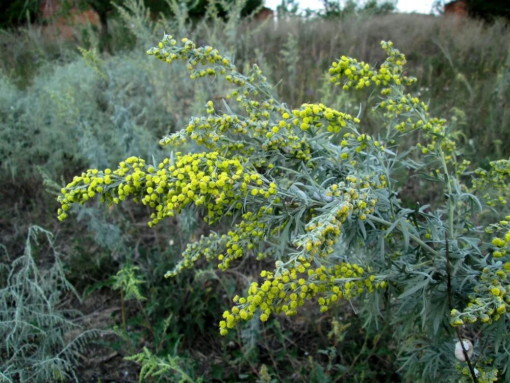 Полынь дикая фото Горечь полыни (Наталья Грицкевич) / Стихи.ру