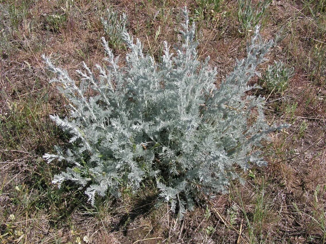 Полынь дикая фото Artemisia lercheana - Image of an specimen - Plantarium