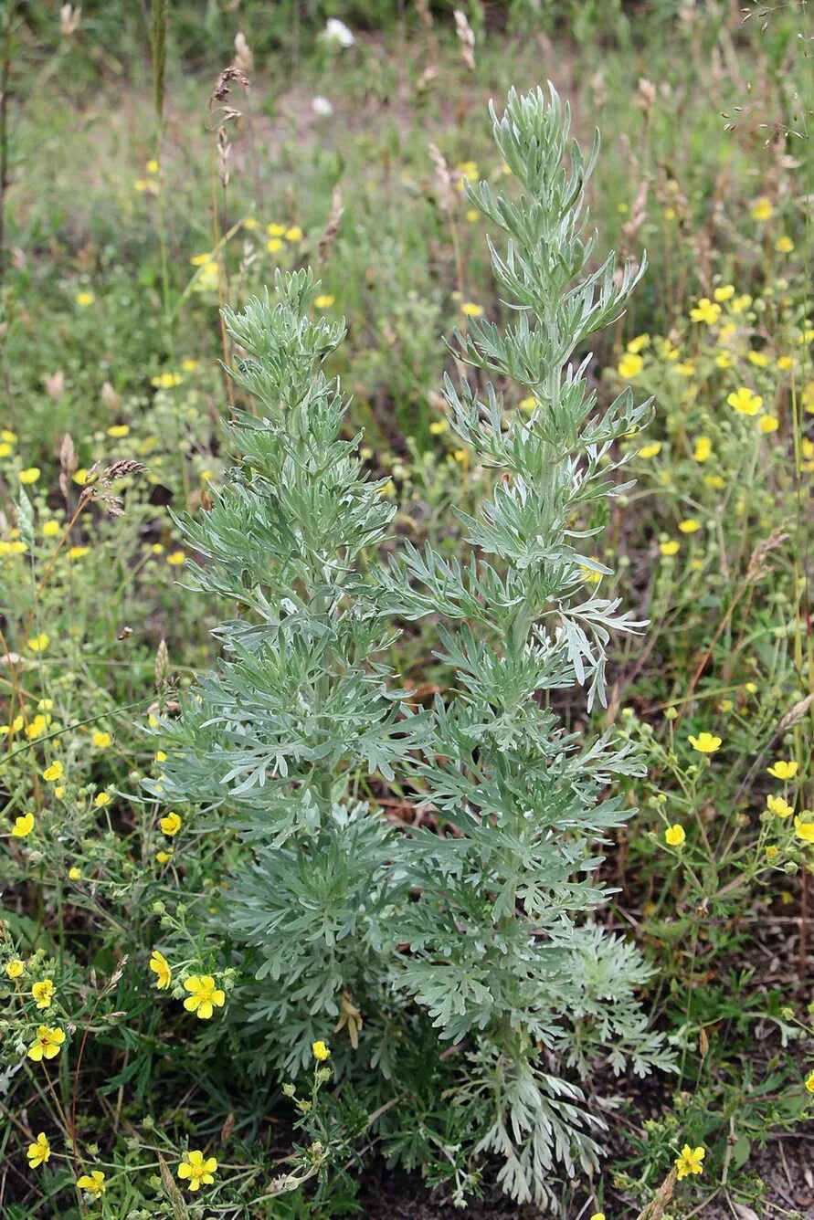 Полынь дикая фото Artemisia absinthium - Image of an specimen - Plantarium