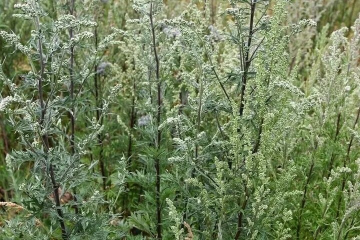 Полынь дикая фото В Хакасии хозяина земельного участка оштрафовали за полуметровый сухостой полыни