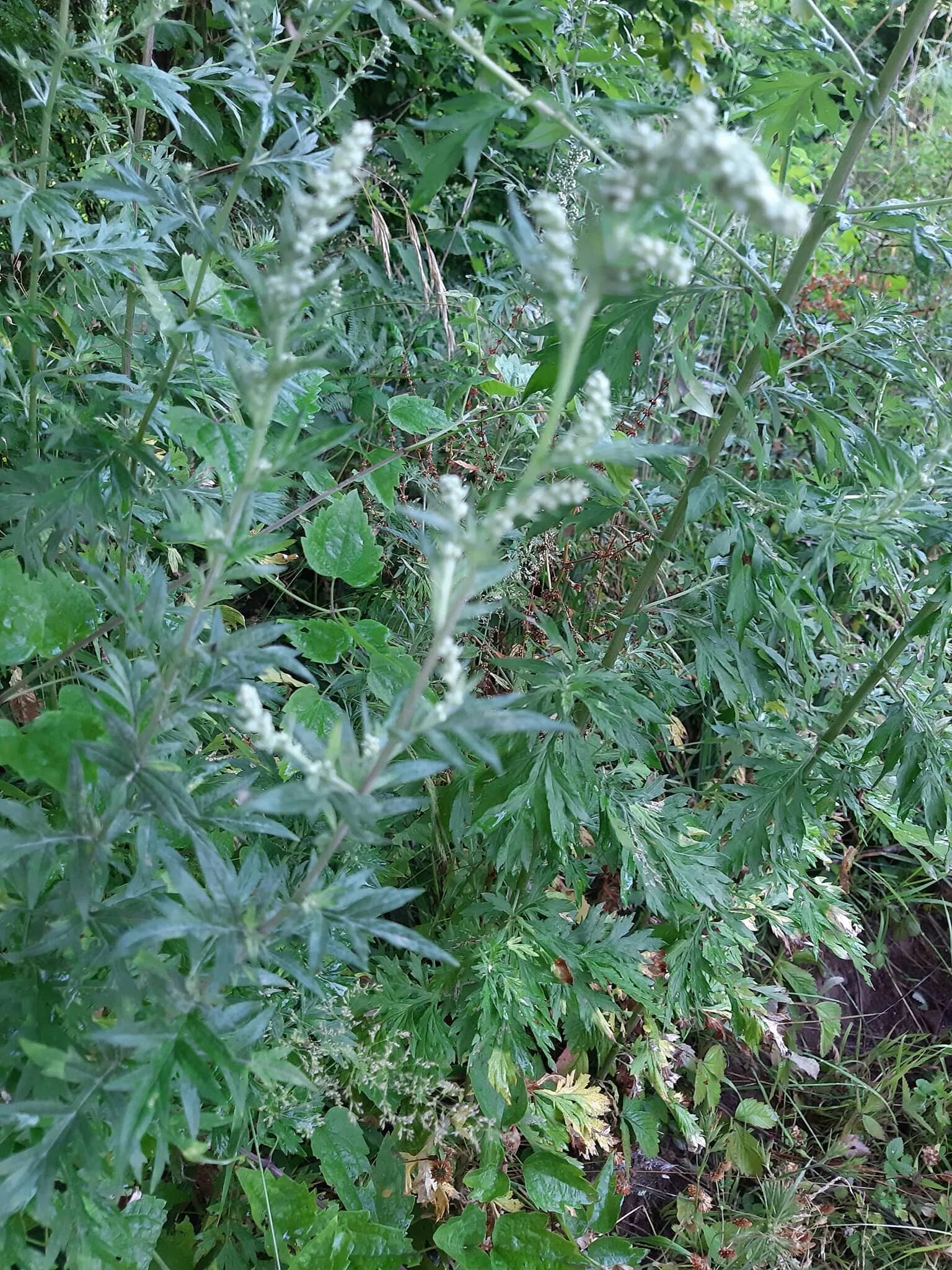 Полынь дикая фото File:Artemisia sp.Asteraceae 01.jpg - Wikimedia Commons