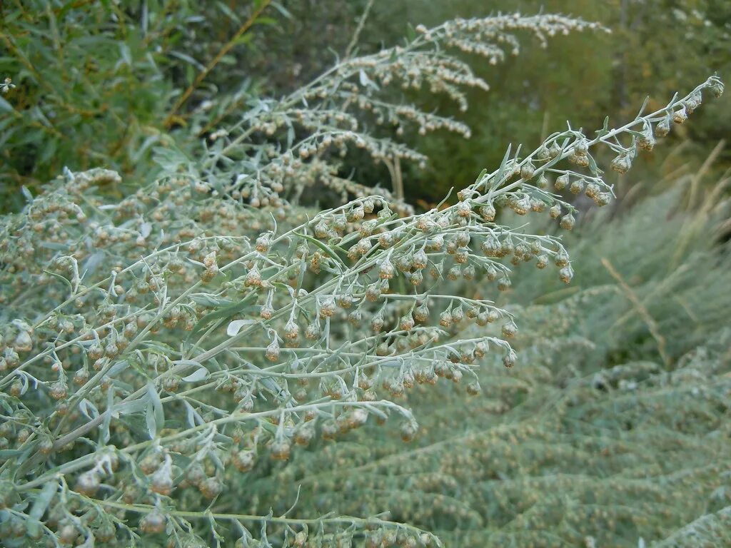 Полынь дикая фото Artemisia absinthium The inflorescences is fairly distinct. Flickr