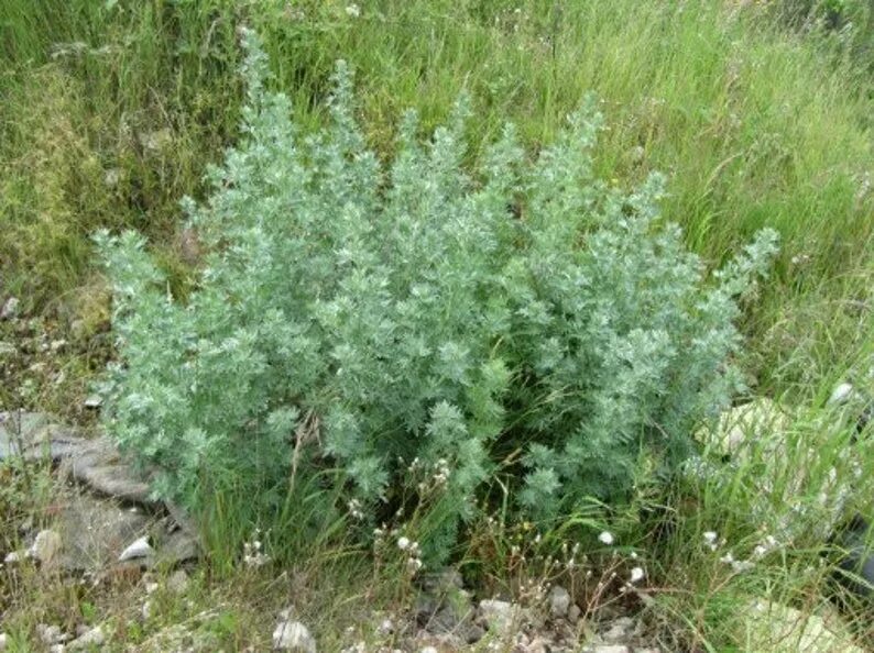 Полынь дикая фото Common Wormwood Plant 100 seeds Etsy