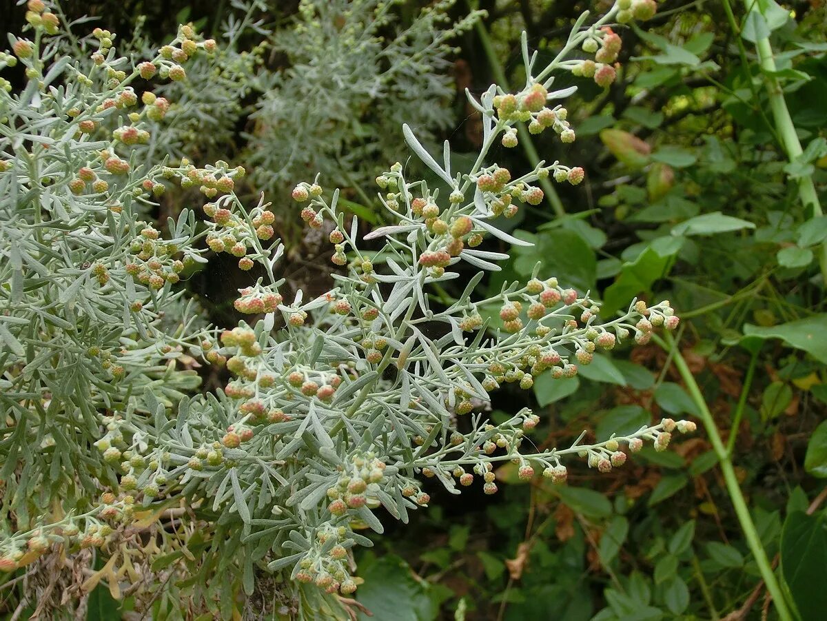 Полынь дикая фото Datei:Artemisia thuscula Tenerife 2.jpg - Wikipedia