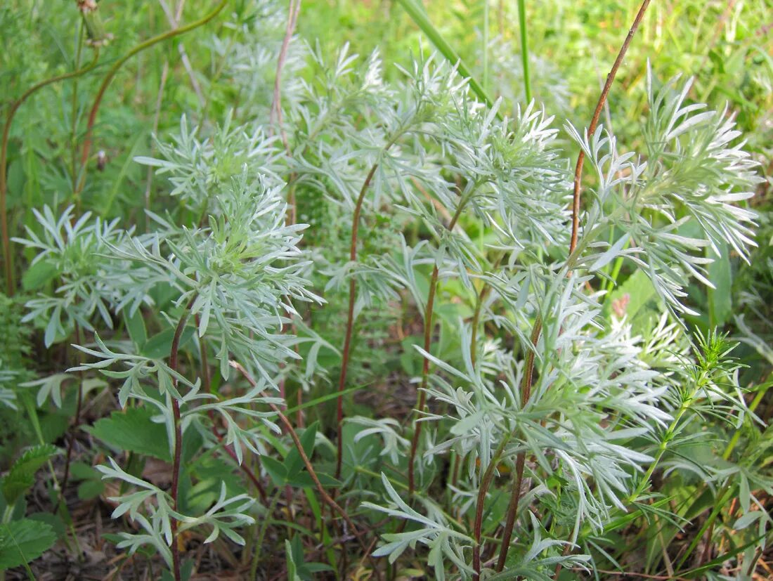 Полынь дикая фото Artemisia sericea - Image of an specimen - Plantarium