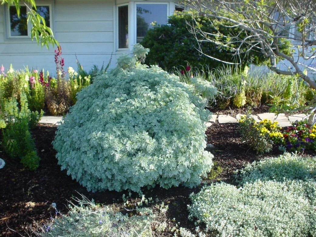 Полынь древовидная фото и описание кустарника Artemisia 'Powis Castle' - Powis Castle Artemisia PlantMaster