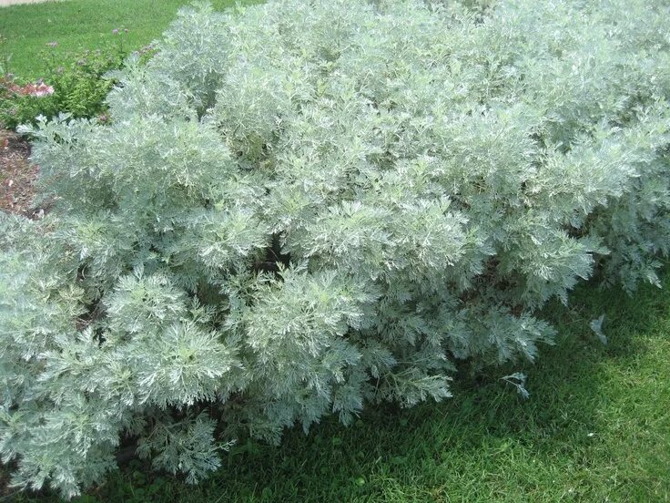 Полынь древовидная фото и описание кустарника Artemisia "powis castle" Perennials, Front yard garden design, Sun perennials