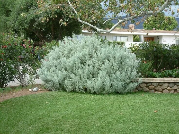 Полынь древовидная фото и описание кустарника Artemisia arborescens Foliage plants, Dry garden, Garden plants