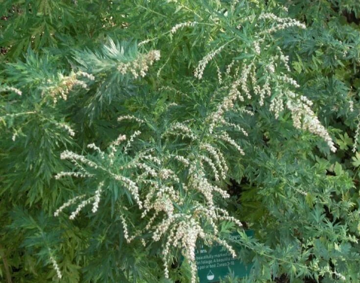 Полынь древовидная фото и описание кустарника Artemisia Vulgaris: A Comprehensive Growing Guide