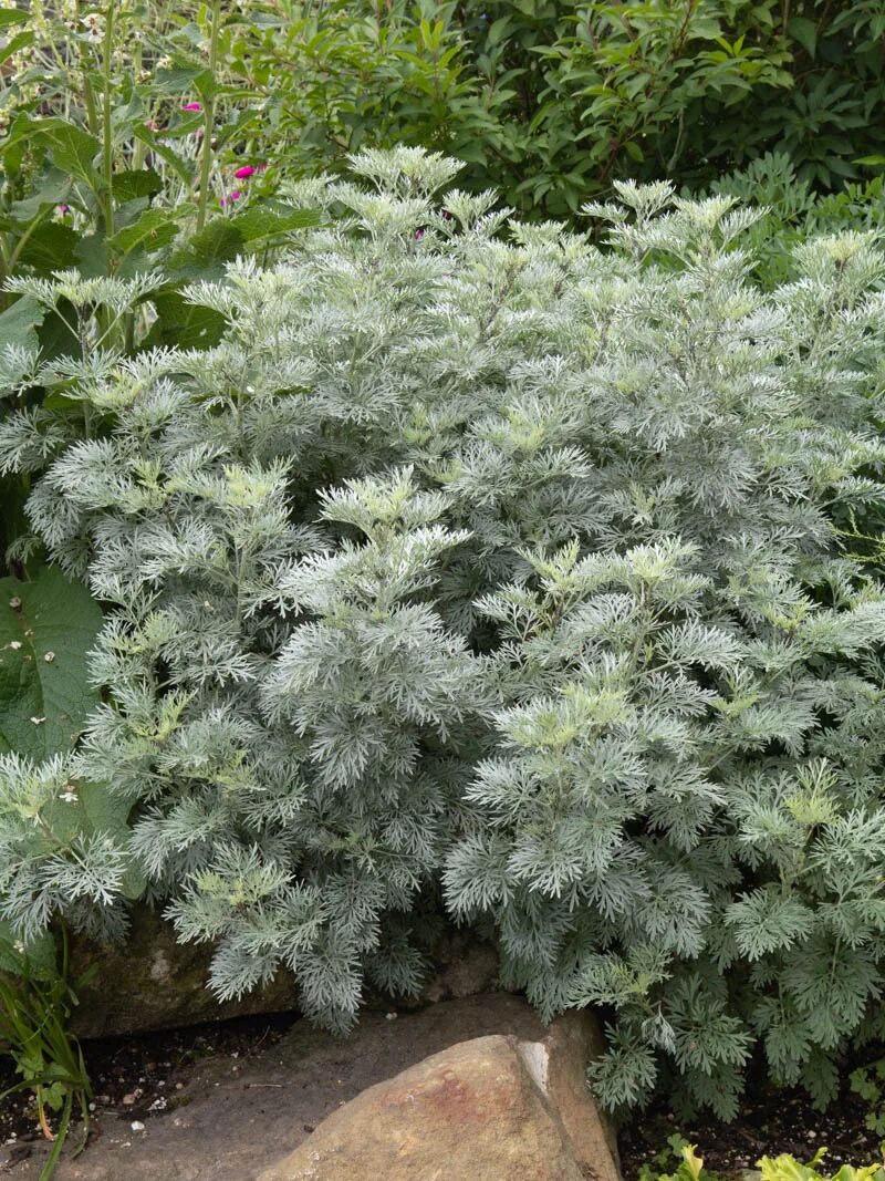 Полынь древовидная фото и описание кустарника Stauden Stade Versand Shop: Artemisia arborescens Powis Castle (Halbstrauchiger 