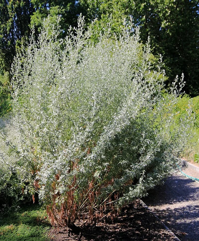 Полынь древовидная фото и описание кустарника Artemisia absinthium - Wikipedia tiếng Việt