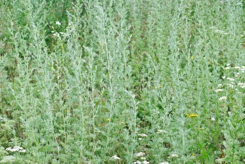 Полынь фото в сентябре Wormwood (Artemisia Absinthium L.) Stock Image - Image of horizontal, environmen