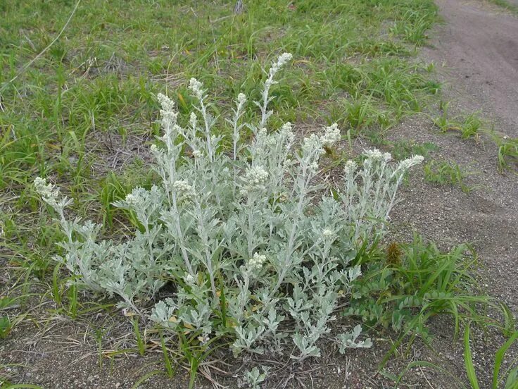 Полынь фото в сентябре Полынь Стеллера (Artemisia stelleriana) Herbs, Plants, Garden