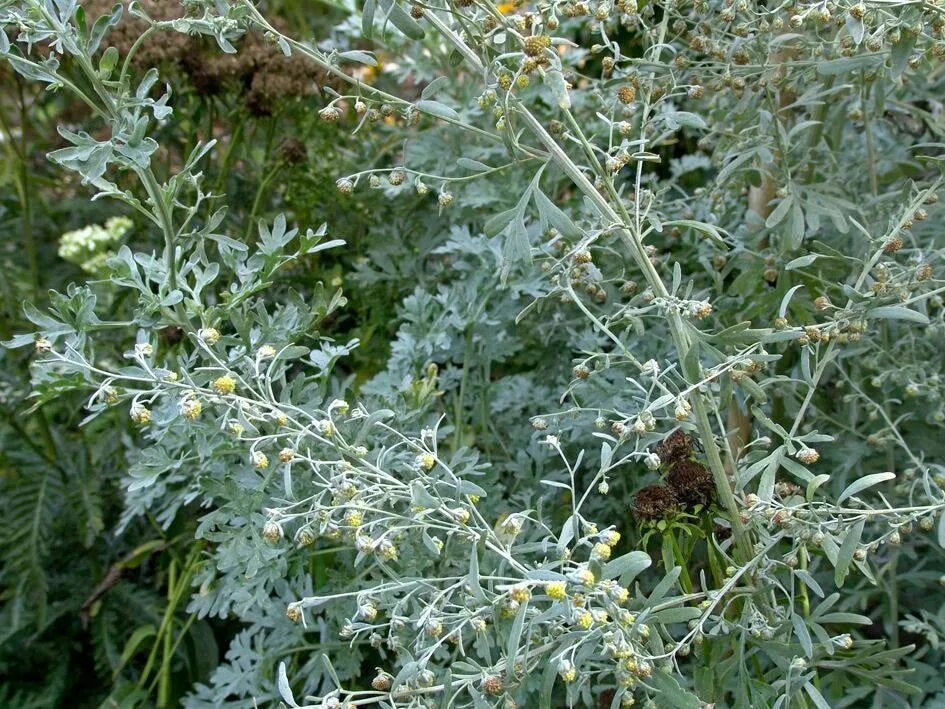 Полынь горькая фото Wormwood Artemisia Absinthium 50 Seeds F 002 - Etsy Полынь горькая, Трава, Расте