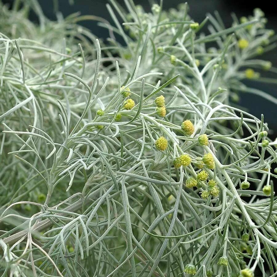 Полынь горькая фото Artemisia MAKANA ™ Silver TERRA NOVA ® Nurseries, Inc. Small shrubs, Foliage, Wo