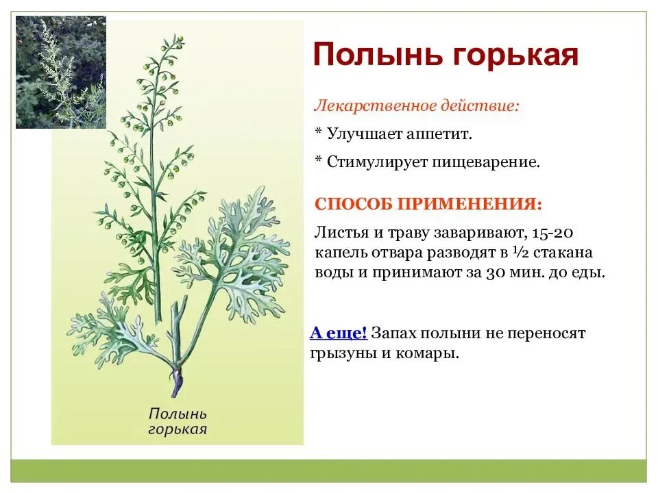 Полынь горькая фото и описание Полынь горькая: лечебные свойства и противопоказание, фото и применение