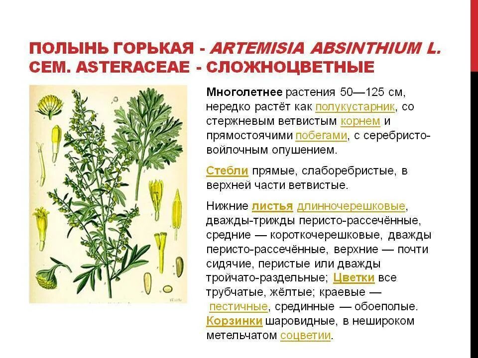 Полынь горькая фото и описание Полынь горькая: лечебные свойства и противопоказание, фото и применение