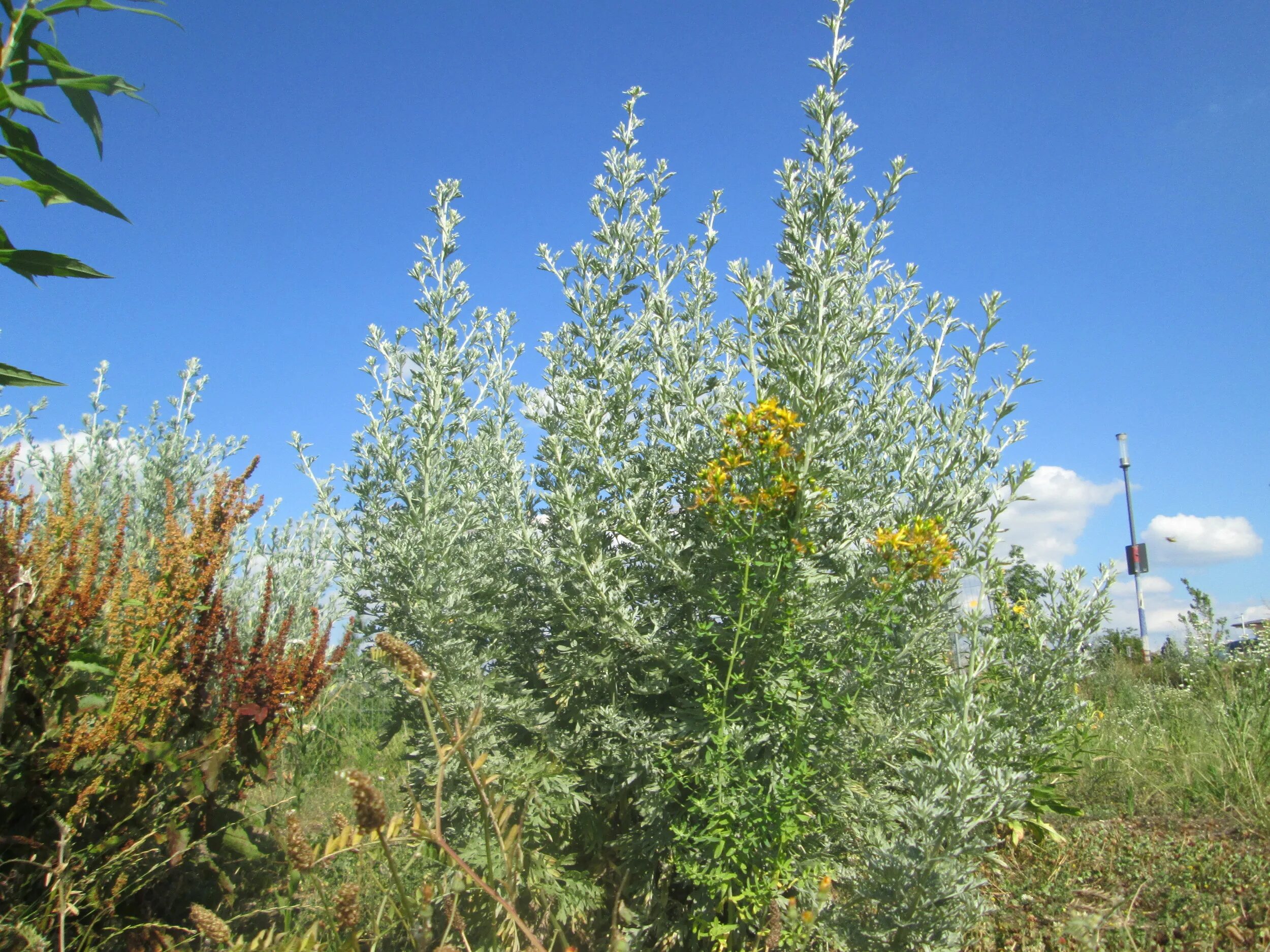 Полынь горькая фото когда собирать File:20180619Artemisia absinthium4.jpg - Wikimedia Commons