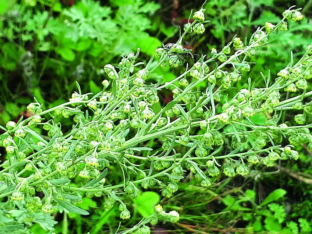 Полынь горькая фото крупным Features of Accumulation of Essential Oil in Bitter Wormwood Herbs of Flora of V