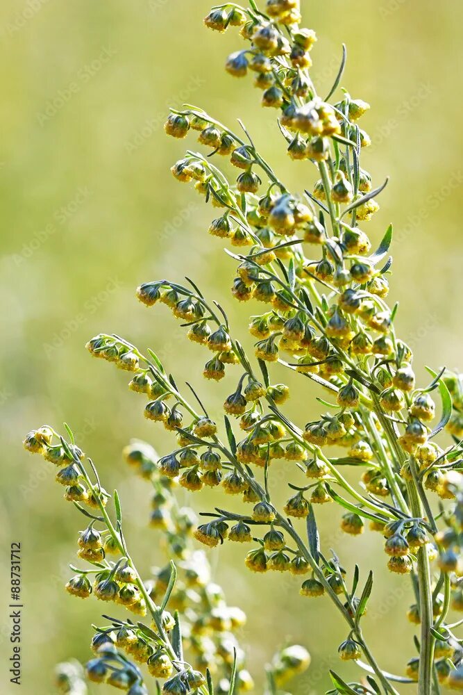 Полынь горькая фото крупным Полынь горькая (Artemisia absinthium). Цветущий куст фотография Stock Adobe Stoc