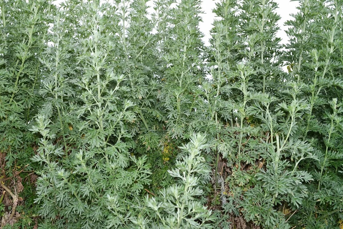 Wormwood Artemisia Absinthium 50 Seeds F 002 - Etsy Полынь горькая, Трава, Расте