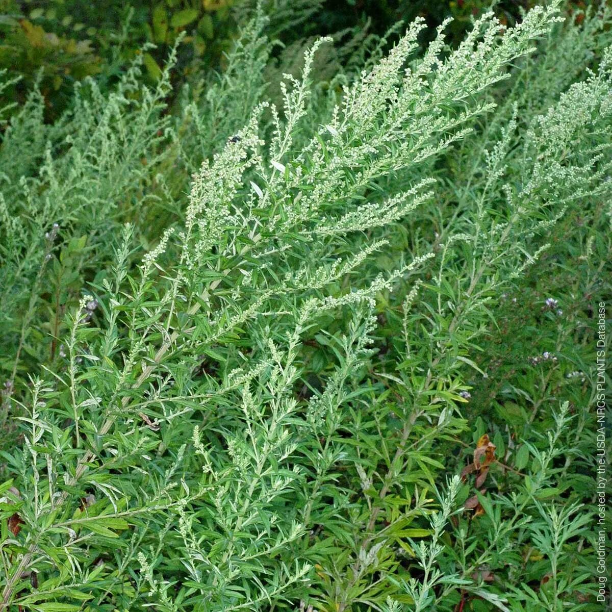 Полынь горькая фото крупным Mugwort: Usefulness and Safety NCCIH