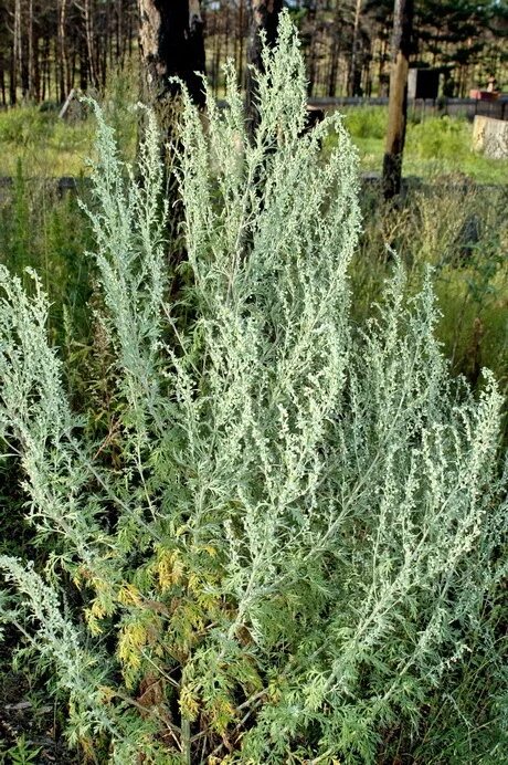 Полынь горькая фото крупным Artemisia sieversiana :: Description, medicinal properties and contraindications