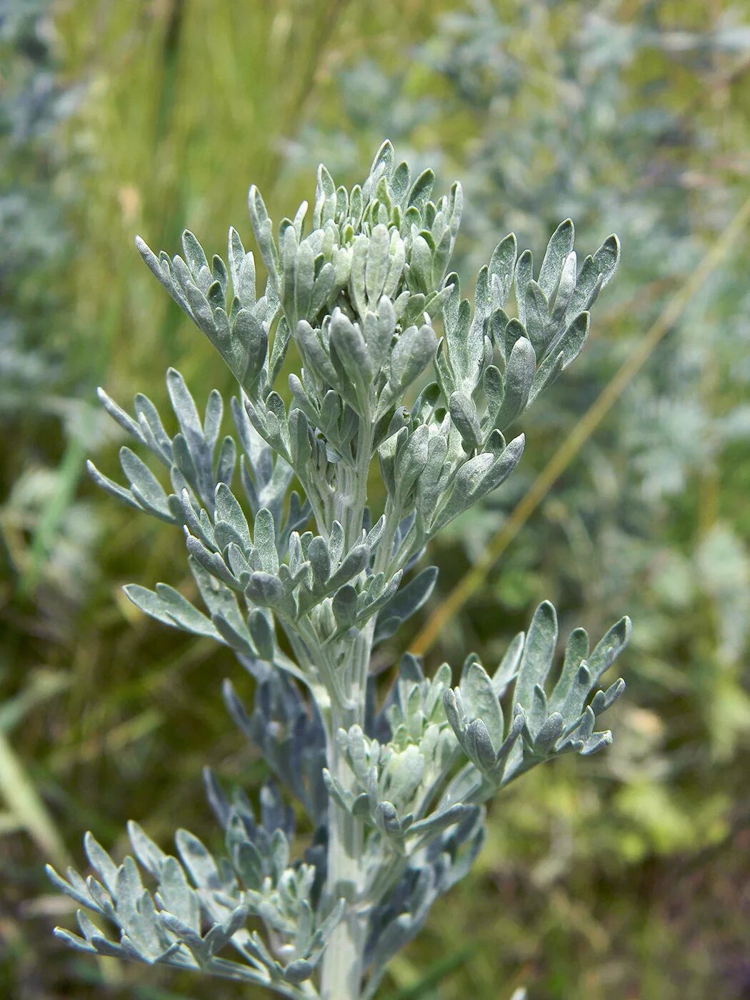 Полынь горькая фото растения крупным Artemisia absinthium - Image of an specimen - Plantarium