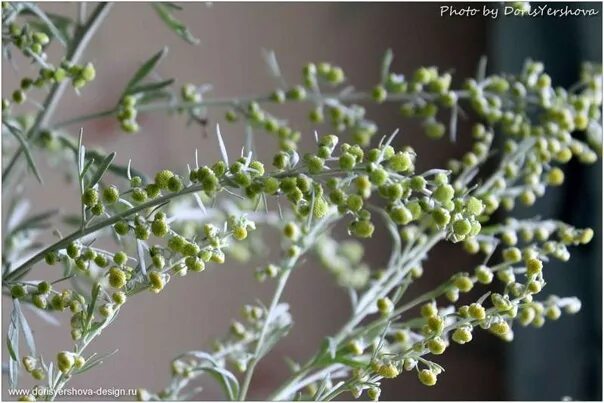 Полынь горькая фото растения крупным планом #ЧудесаПрироды Interesting fact of the day - in one plant wormwood bitter more t