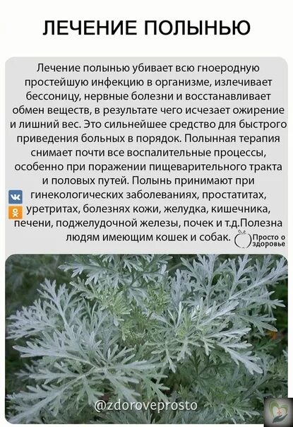 Полынь горькая инструкция фото L'Chi'i' Oly'u A cup of 100 grams of dry weed. The prepared dry field is to be p