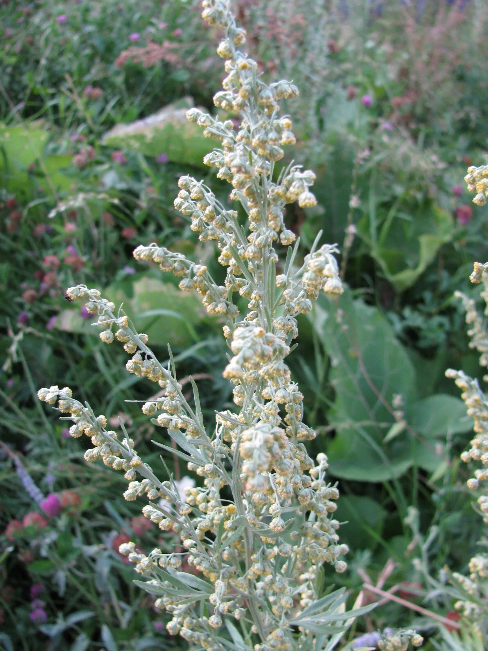 Полынь осенью фото Artemisia absinthium L. Полынь горькая - Planta Medica