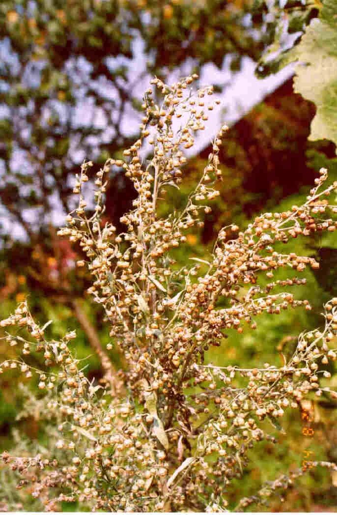 Полынь осенью фото Полынь горькая, сухая Artemisia Absinthium