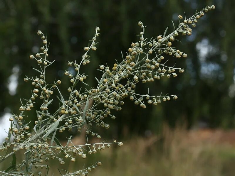 Полынь осенью фото Artemisia absinthium - Image of an specimen - Plantarium