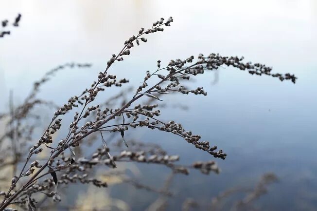 Полынь осенью фото Artemisia - фото автора GT на сайте Сергиев.ru