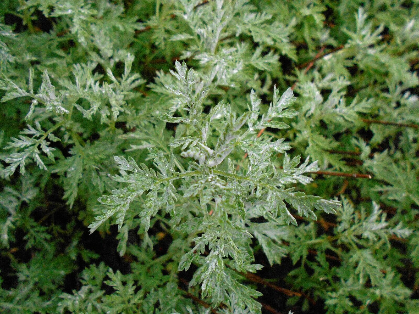 Полынь осенью фото File:Artemisia frigida 2017-05-07 0143.jpg - Wikimedia Commons