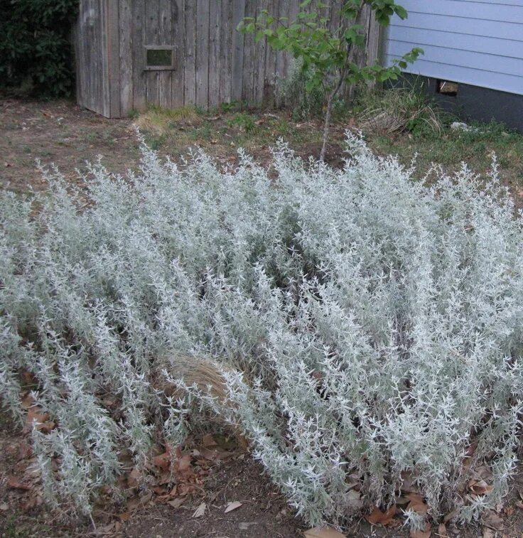 Полынь садовая декоративная серебристая фото artemisia "Silver king" Moon garden, Container gardening flowers, Container flow