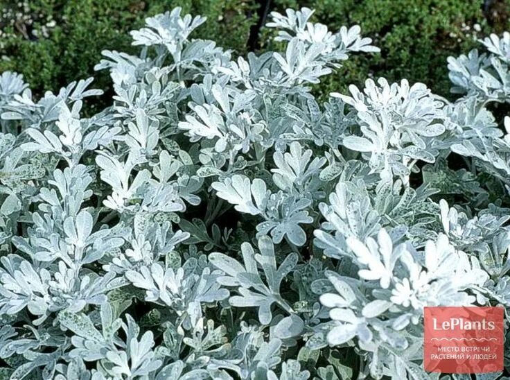 Полынь садовая декоративная серебристая фото Полынь Стеллера (Artemisia stelleriana) - описание, выращивание, фото на LePlant