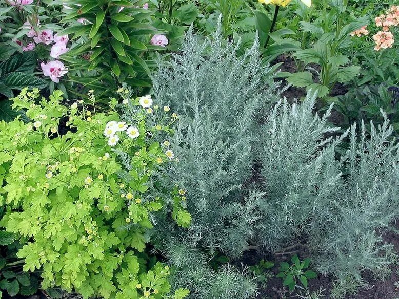 Полынь садовая фото Полынь Шмидта (Artemisia schmidtiana) - описание сорта, фото, саженцы, посадка, 