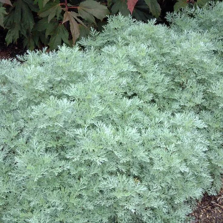 Полынь садовая фото Artemisia Powis Castle Plants, Sun perennials, Landscaping plants