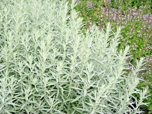 Полынь садовая фото 300+PRAIRIE SAGE Flower seeds White Sagebrush Perennial Native Wildflower smudge