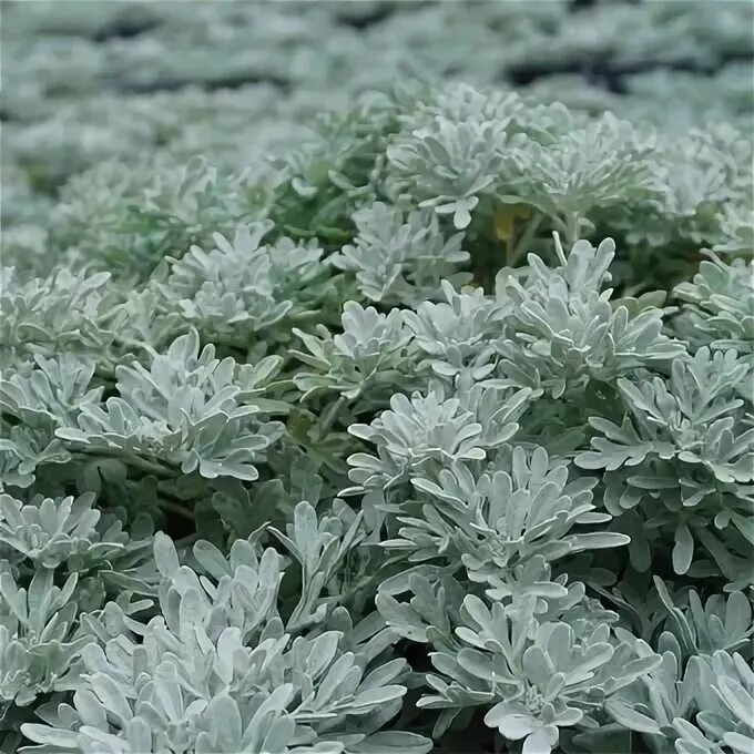 Полынь садовая серебристая фото Купить Полынь Стеллера - Полынь - GardenPlants