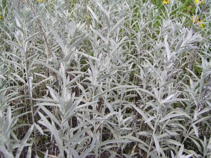 Полынь серебристая фото и описание декоративная Estafiate-Artemisia-ludoviciana Herbs, Prairie planting, Seeds