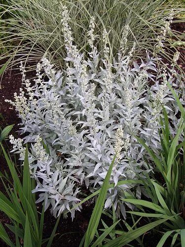 Полынь серебристая фото и описание декоративная ARTEMISIA ludoviciana 'Valerie Finnis' Herbaceous perennials, Ornamental grasses