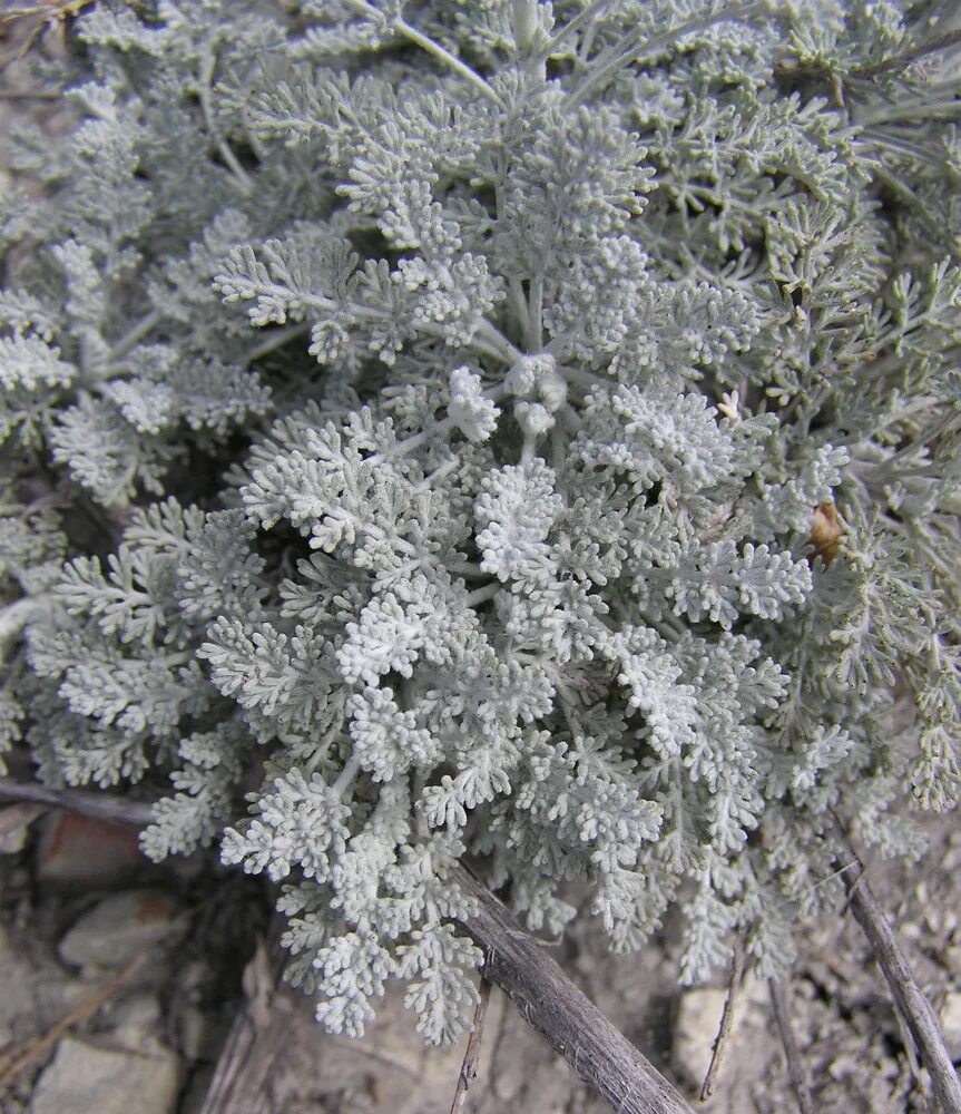 Полынь серебристая фото и описание декоративная Artemisia lercheana - Image of an specimen - Plantarium