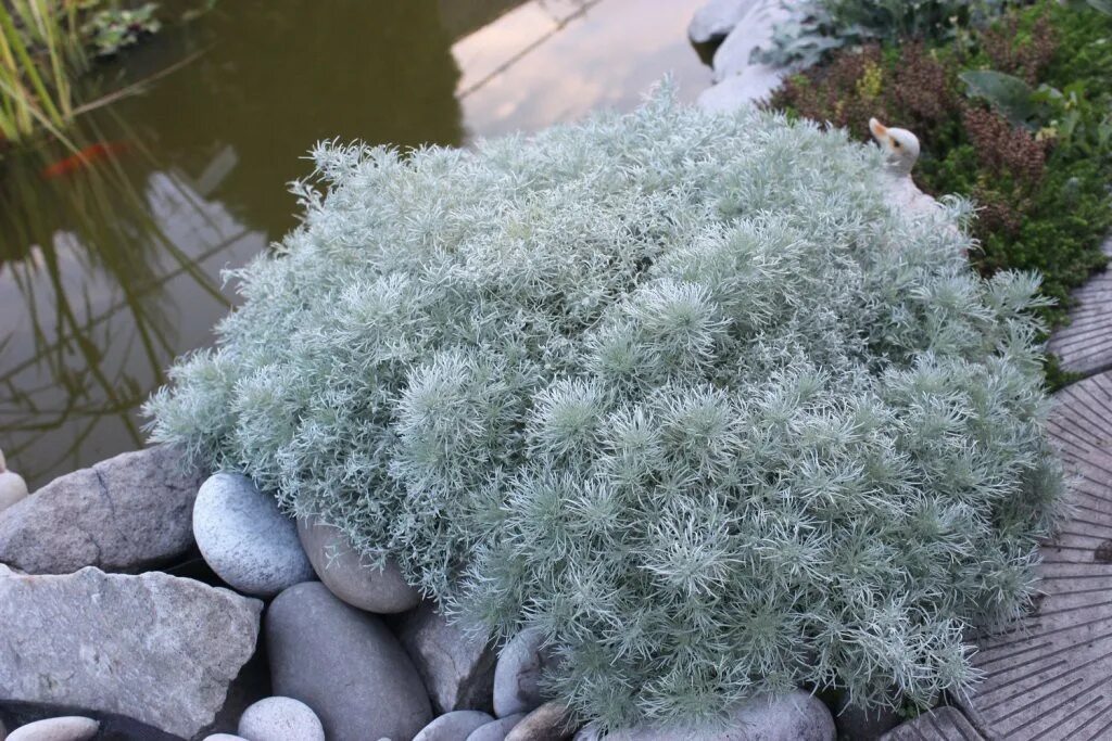 Полынь шмидта фото в ландшафтном Полынь Шмидта Нана (Nana) (Artemisia schmidtiana Nana) - описание сорта, фото, с