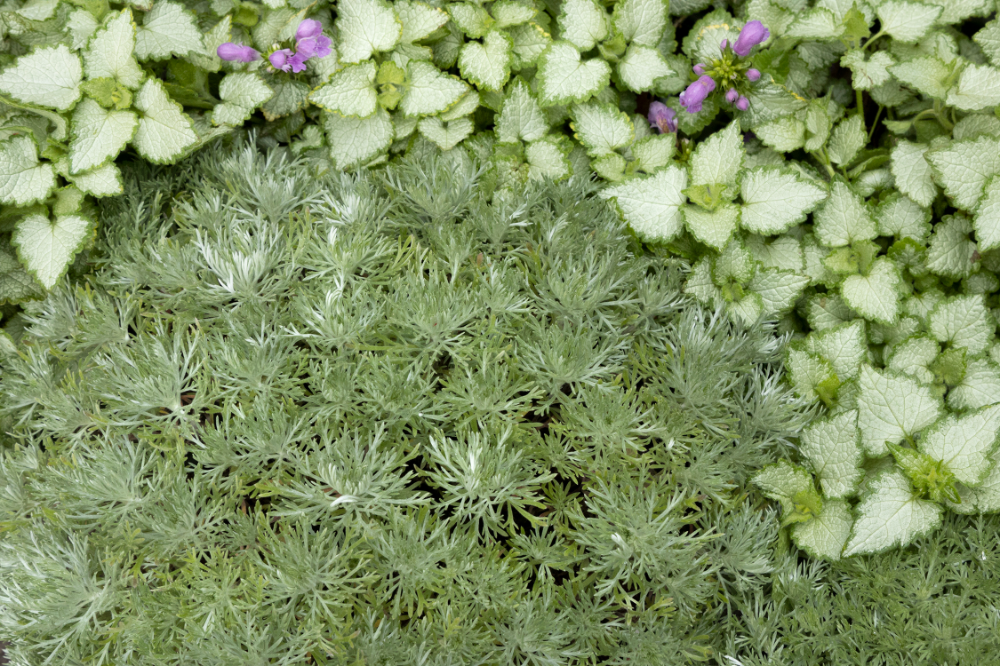 Полынь шмидта фото в ландшафтном Silver Mound Artemisia Monrovia plants, Plant catalogs, Herbaceous perennials