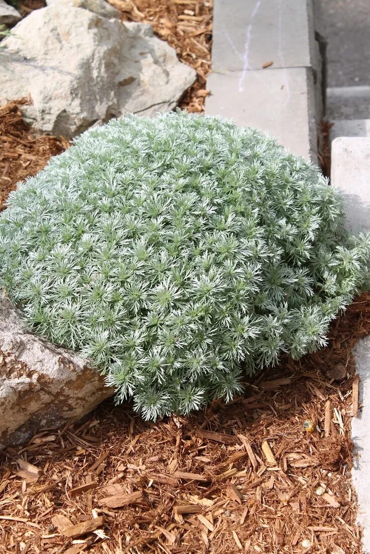 Полынь шмидта в ландшафтном дизайне фото Favorite non-flowering plant: the Silver Mound. A plant you'll want to pet. Plan