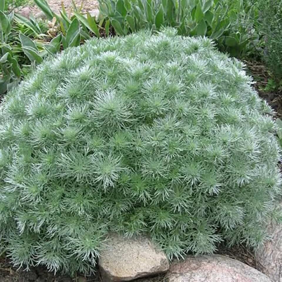 Полынь шмидта в ландшафтном дизайне фото Amazon.com: Silver Mound Plant