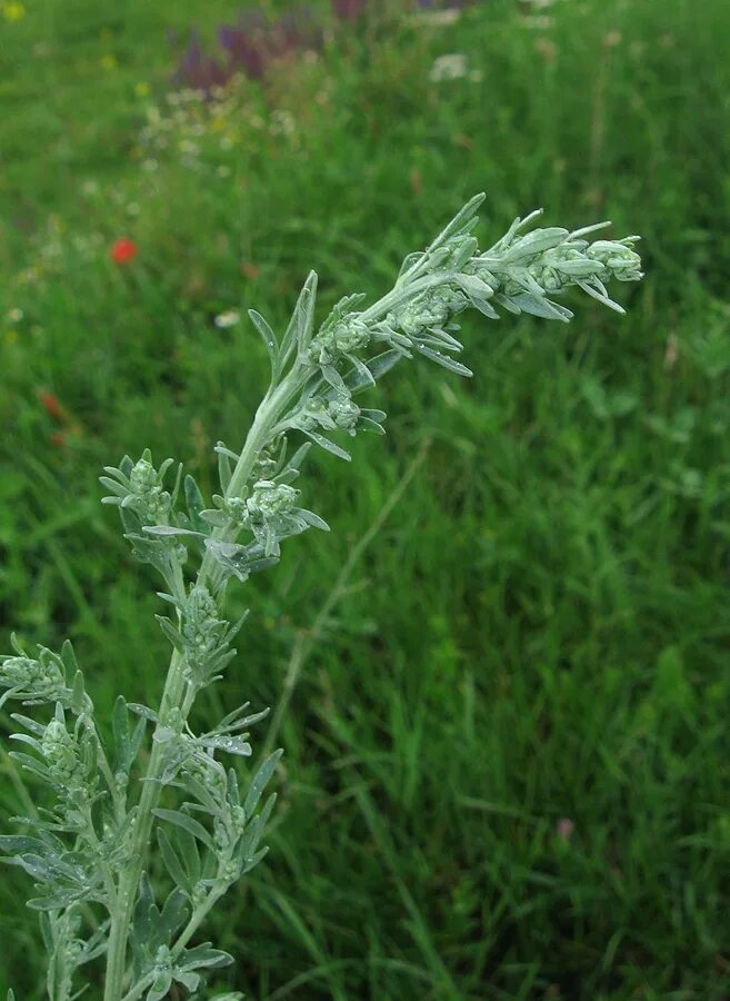 Полынь трава фото крупным Artemisia absinthium - Image of an specimen - Plantarium